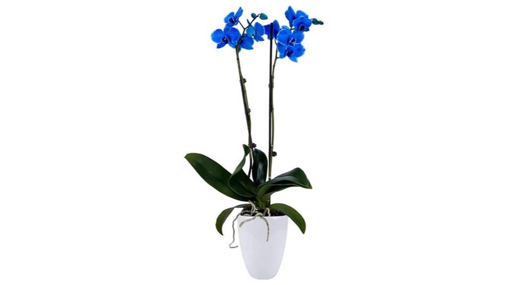 blue orchid plant for sale