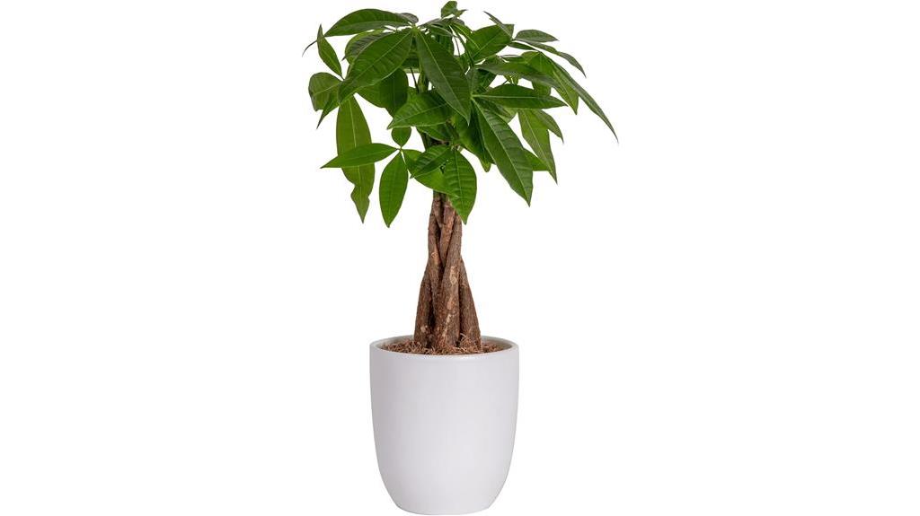 decorative money tree plant