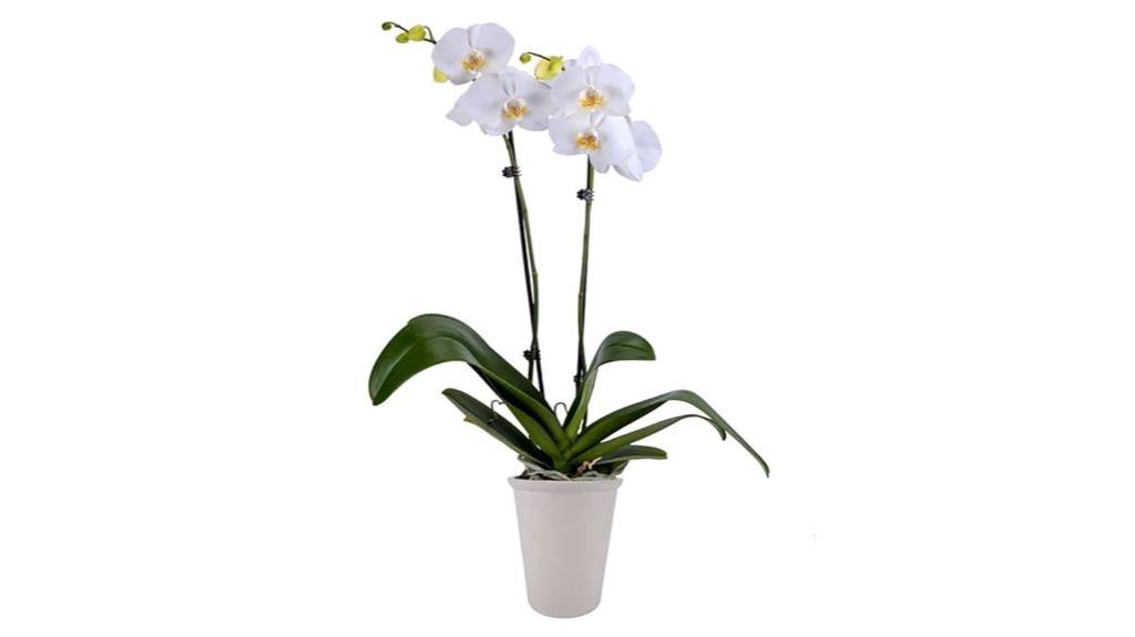 elegant white orchid with 5 inch blooms