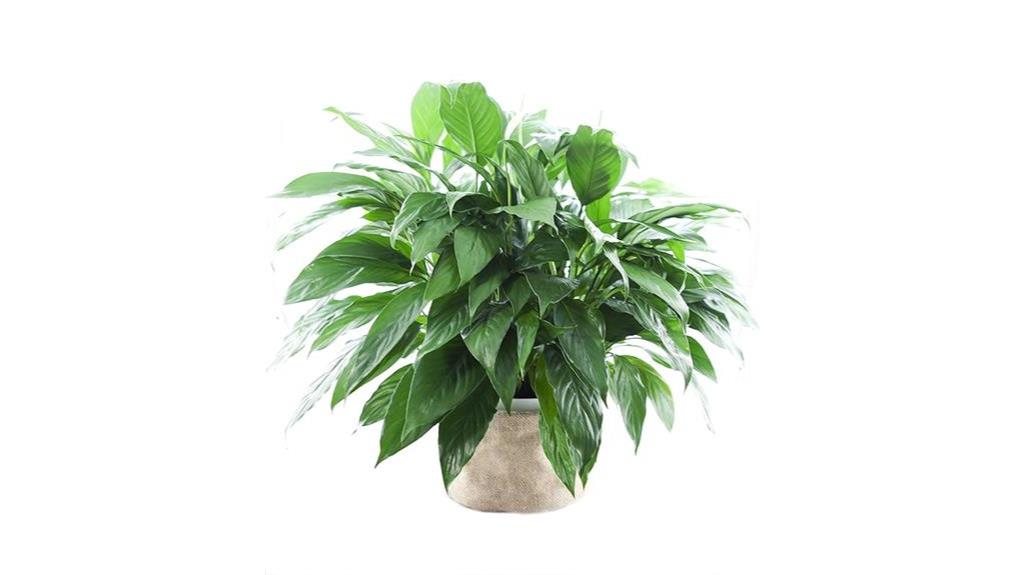 fast fresh large peace lily