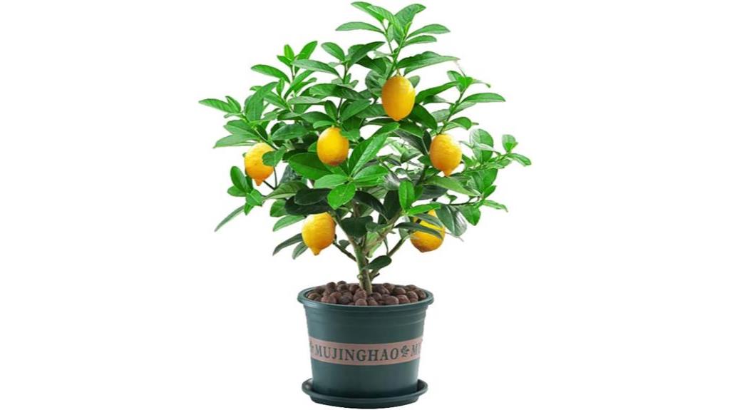 fragrant lemon trees for sale