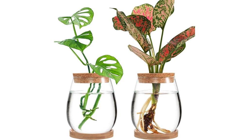hydroponic vases for plant propagation