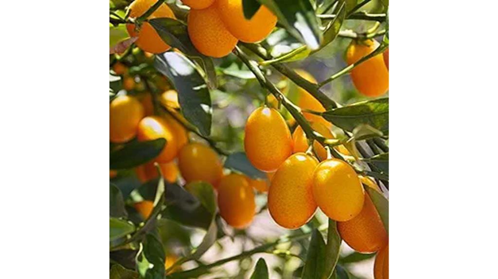 kumquat cumquat citrus tree seeds