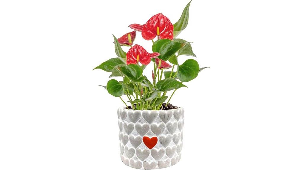 live anthurium plant in cute pot