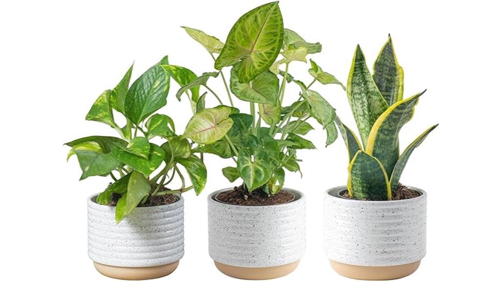 live house plants for sale