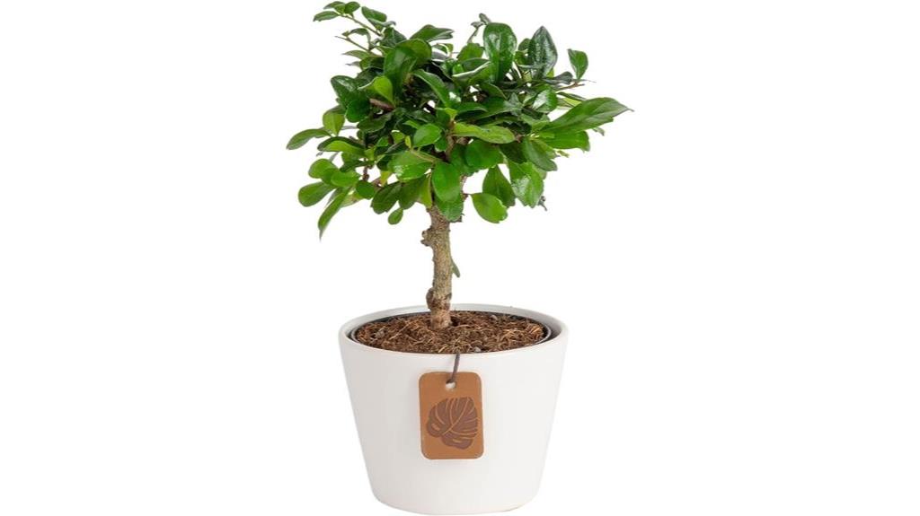 live indoor bonsai tree
