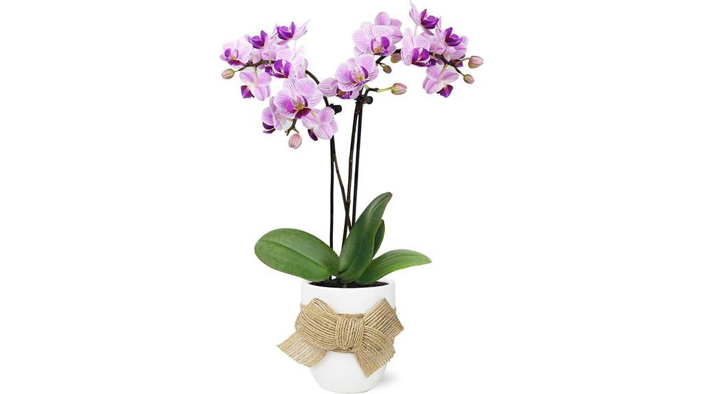 live pink orchid in white ceramic pot