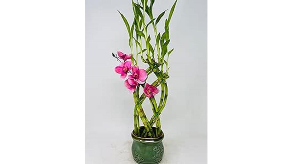 lucky bamboo in green vase