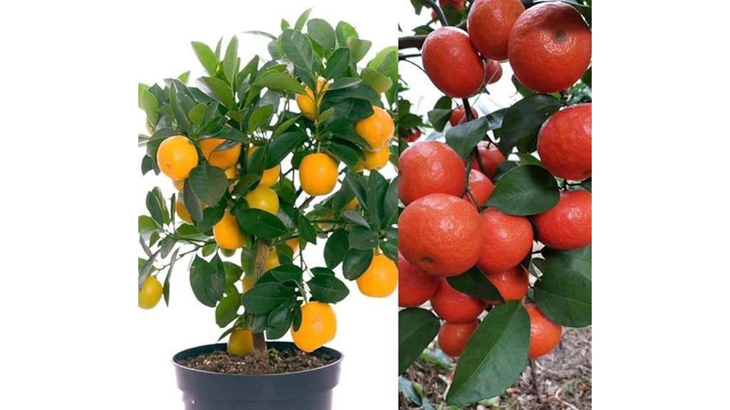 mandarin orange tree seeds