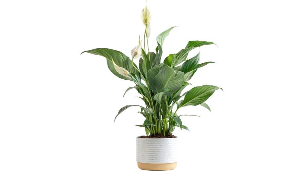 modern clay planter with peace lily