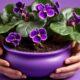 planting african violets effectively