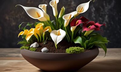 planting calla lilies in self watering pots