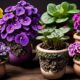 pot size for self watering african violets