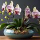 self watering pots for orchids