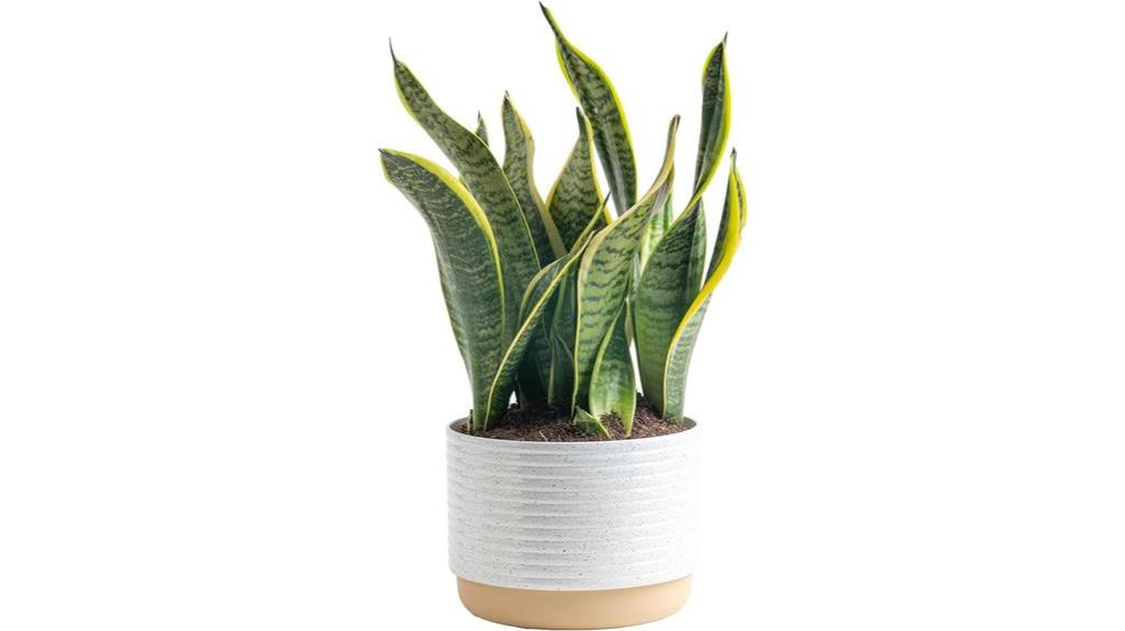 snake plant in decorative pot