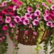 top hanging baskets for 2023