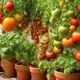 top rated tomato pots for homegrown perfection