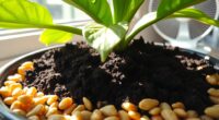 drying indoor plant soil