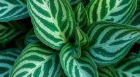 genetics cause colorful variegation