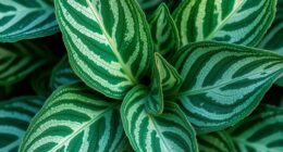 genetics cause colorful variegation