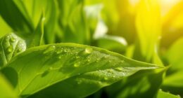 heat and humidity increase transpiration
