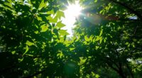 impact of heat on photosynthesis