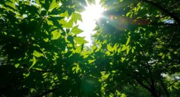 impact of heat on photosynthesis