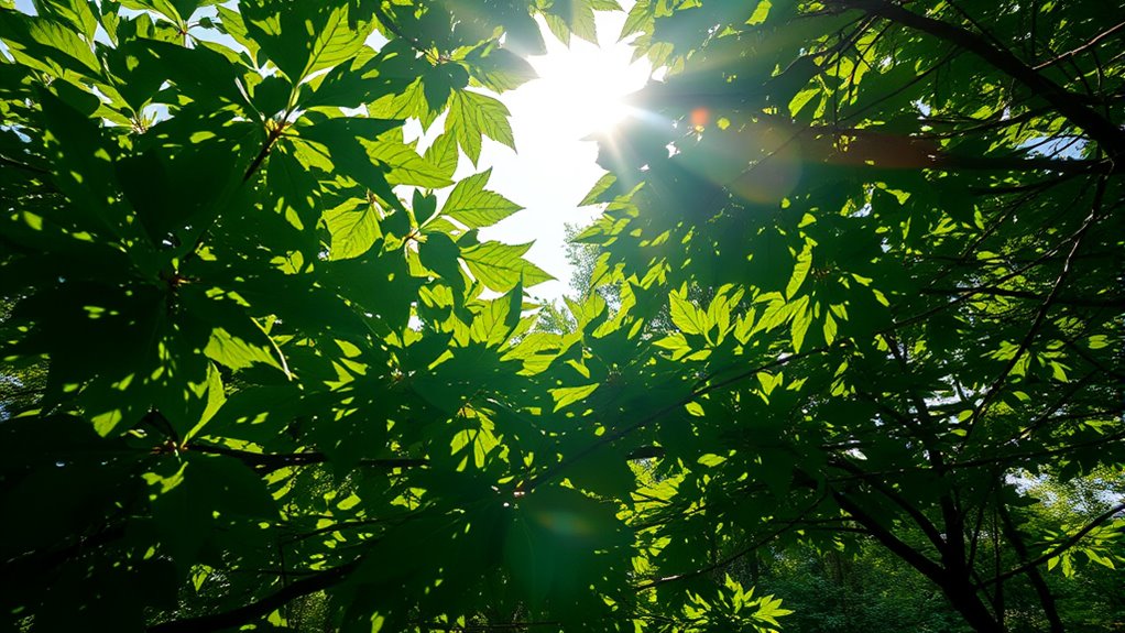 impact of heat on photosynthesis