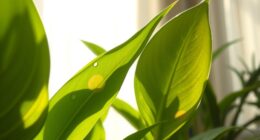 indoor plant sun protection