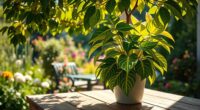 outdoor sunlight acclimation