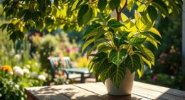 outdoor sunlight acclimation