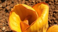 plant physiological responses during heat