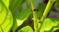 summer indoor pest control