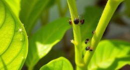 summer indoor pest control