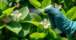 summer rot disease prevention
