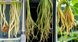 comparing root health methods