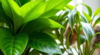 houseplant toxicity awareness