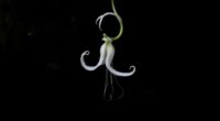 leafless ghost orchid survival