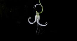 leafless ghost orchid survival