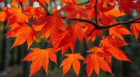 maple tree s uncertain future