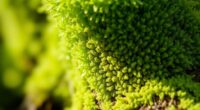moss poles boost leaf growth