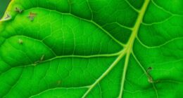 old leaves show deficiencies