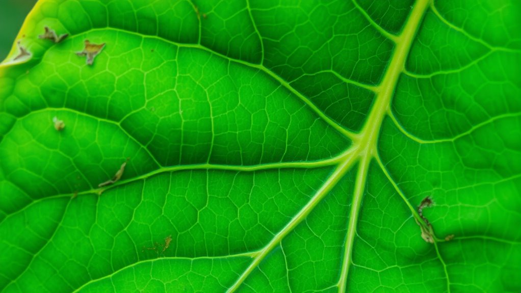 old leaves show deficiencies