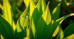 plant growth depends on circadian timing