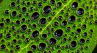 plant pores regulate water