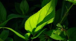 shade loving plant truths