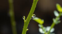 touch influences plant development