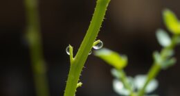 touch influences plant development