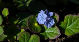 wild violets threatened species