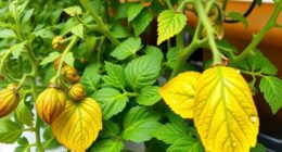 hydroponic nutrient deficiency diagnosis